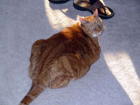 omg…fat cat