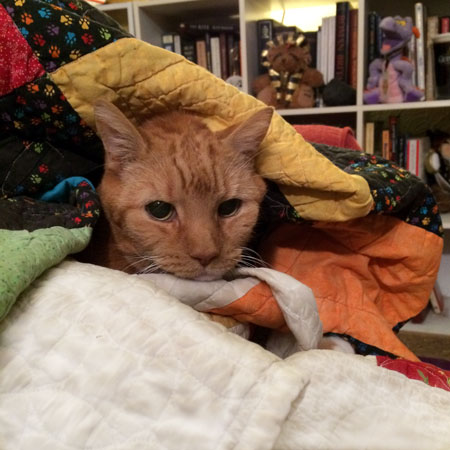 Cat and quilts.