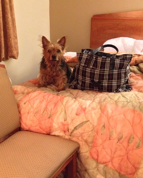 In a hotel room in Michigan. Smaller than my overnight bag. The chair was to help him get on the bed with me.